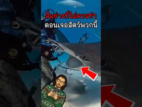 4 อย่างที่ไม่ควรทำตอนเจอสัตว์พวกนี้ #สัตว์โลกน่ารัก #ความรู้ #fpy #shorts