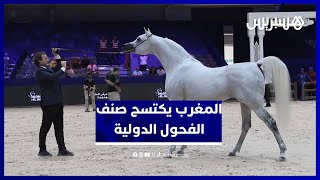 المغرب يكتسح صنف الفحول في المباراة الدولية للخيول العربية الأصيلة بالجديدة thumbnail