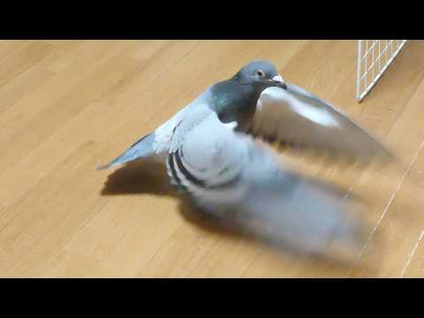 ズドン