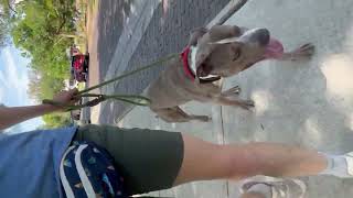 Video preview image #1 Catahoula Leopard Dog-Unknown Mix Puppy For Sale in Sanford, FL, USA