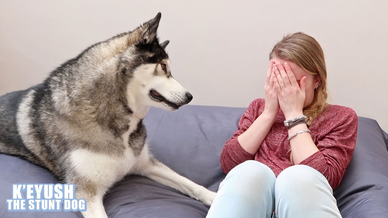 <h1 class=title>Husky's Cute And Funny Reactions To Me Crying!</h1>