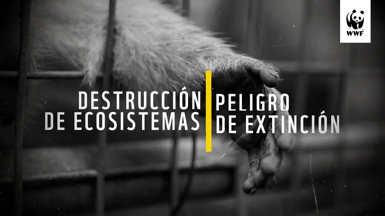 Denuncia el tráfico de vida silvestre
