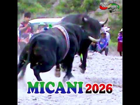 Fiesta de la Cruz de MICANI 2026 T7 "Alfa Mayu-300" 2parte.#shortsviral  #almaproduccionesbolivia