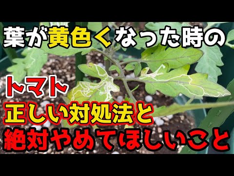 トマト: 苗の葉が黄色くなっているのはなぜですか?何をするか？  庭園