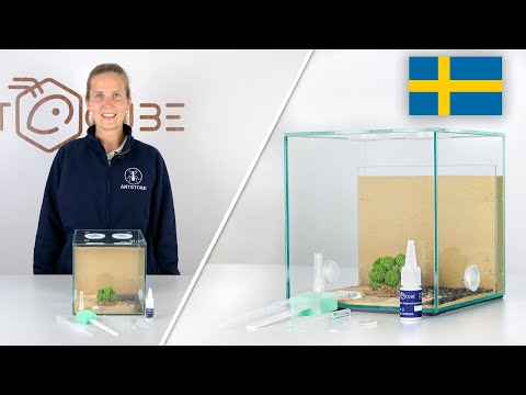 ANTCUBE Start Kit Combi för myror