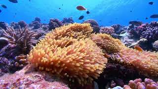Advanced Pronunciation - Day 25 - I am coral