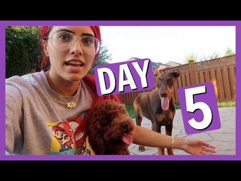 My Toy Poodle and Doberman MAKE ME CRAZY | BodmonZaid