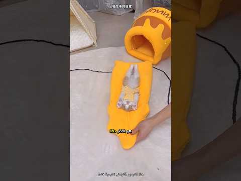 القط الذي فاجأ الجميع 😍 #cat