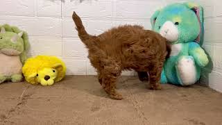 ハーフ犬の動画01