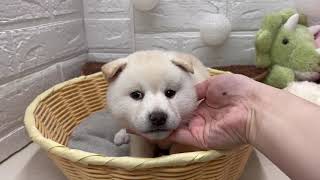 柴犬の動画01