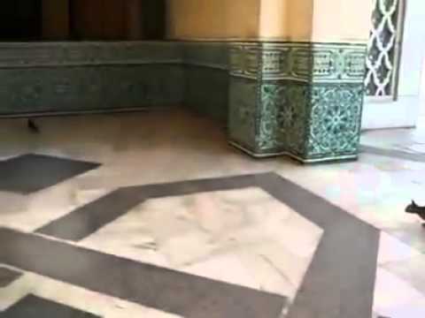 kedi avını muhteşem yakalıyor