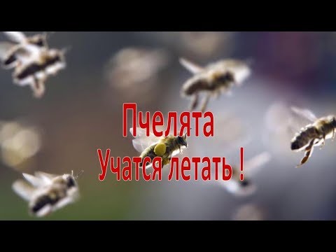 Пчелята учатся летать!