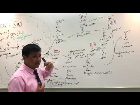 Urea Cycle and Urea Cycle Disorders