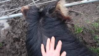 Henry wants to talk to the girls at the gate.  MVI 1310. Taken 25 July 2021