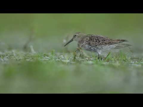 Almindelig ryle fortærer snegl