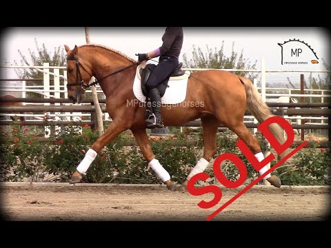 *SOLD* | Perlino PRE Stallion 2013 [R#1902] Approx 1.61 m