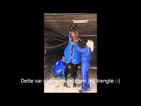 Papagayo E på Jarlsberg før Axel Jensens Minneløp 2014