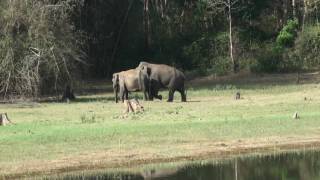 preview picture of video 'Elephant Mating'