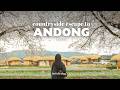 Spring Escape To Korea S Traditional Town Andong Cherry Blossom Festival Hahoe Folk Village