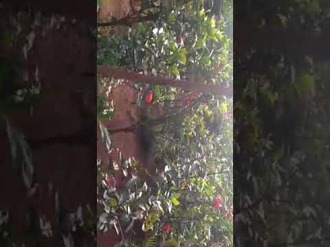 Nature's beauty by Shailaja Parashar