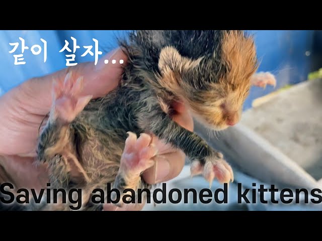 Videouttalande av 새끼 Koreanska