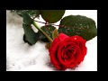 "Will You Be My Rose?" written by Mr Bill Morrissey (arr Ron Talley)