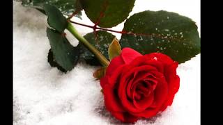 Will You Be My Rose? Music Video