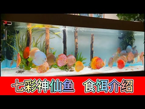 七彩神仙魚吃什麼