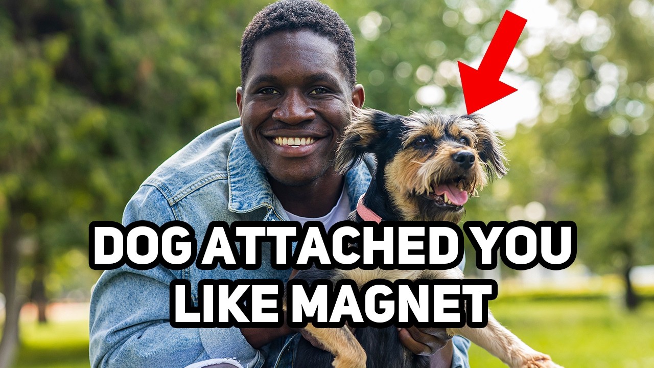 Why Are Dogs Attracted to You? The Surprising Reasons Revealed!