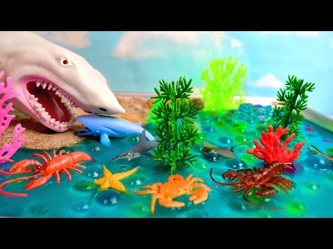 Learn Sea Animals Names with Shark Attack in Orbeez pool & Hand Puppet Toy