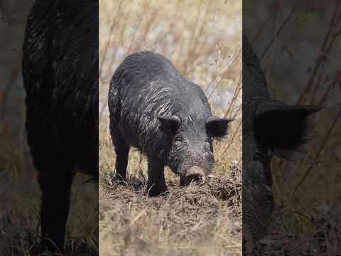 Feral Pig Feeding Along A Swamp