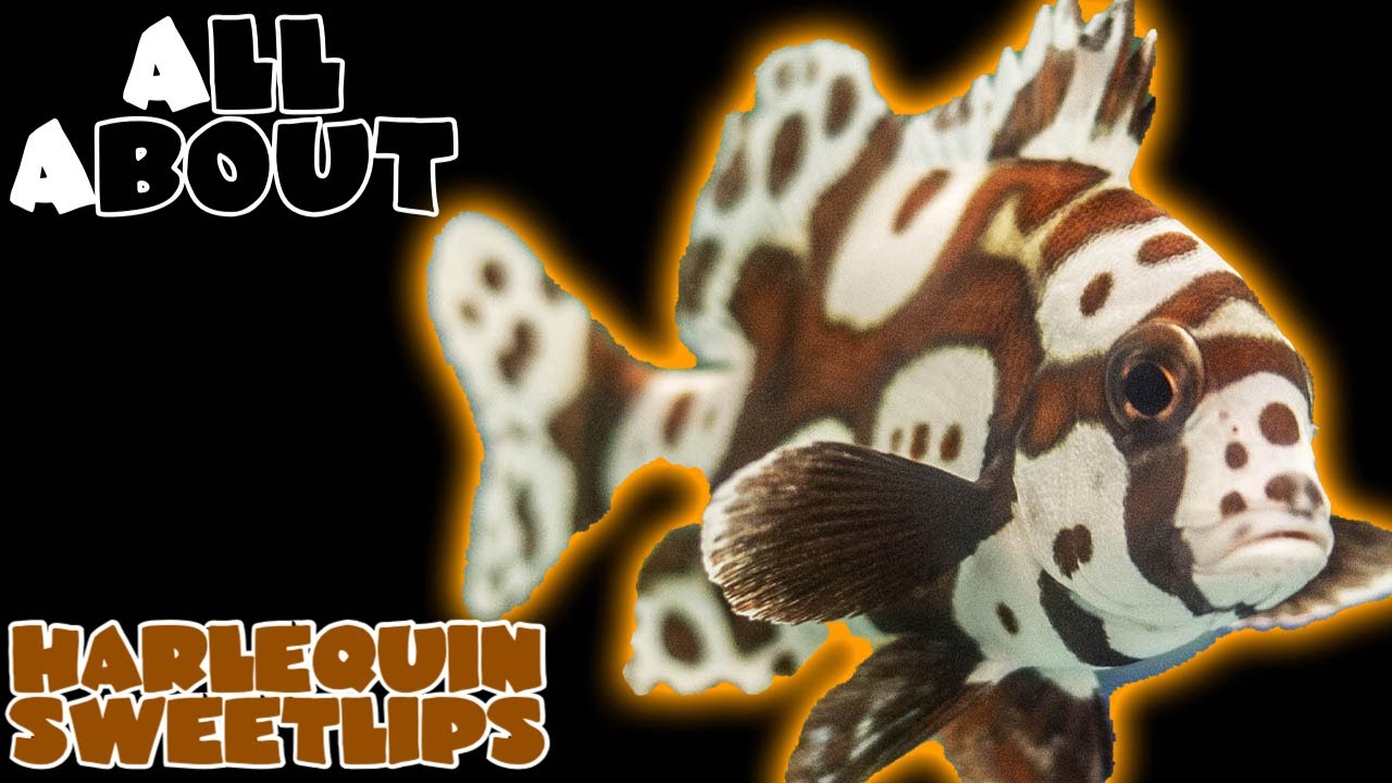 All About The Harlequin Sweetlips or Spotted Sweetlips or Clown Sweetlips