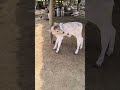 5 Legged Calf