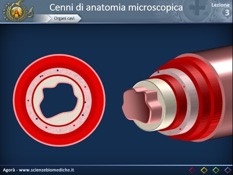 Istologia 03 - Epitelio di rivestimento semplice