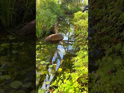 裏庭のオーストラリア スタイルの私道の砂利耐性の低い植物種の低木