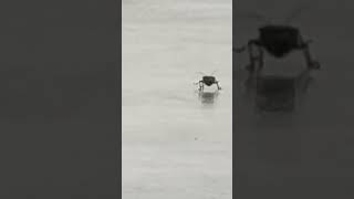 ワシは歩くよ。どこまでも。
