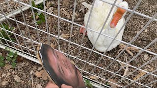 ガチョウ vs 野獣先輩
