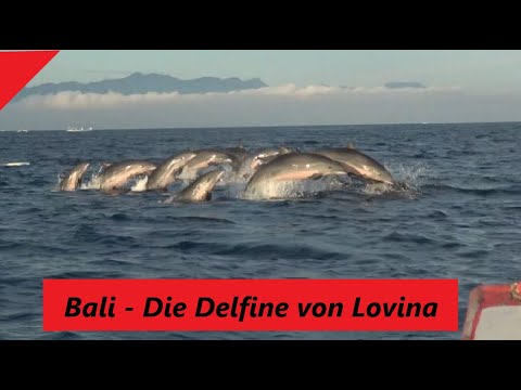 Bali - Die Delfine von Lovina
