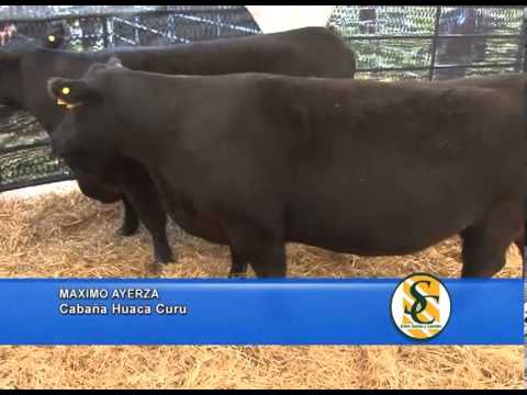 MAXIMO AYERZA - Cabaña: Huaca Curú - Azucena - 14/09/2013