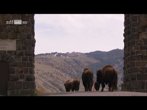 [Doku] Im Zauber der Wildnis - Yellowstone [HD]