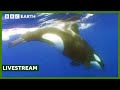 LIVE Unbelievable Orca Moments BBC Earth