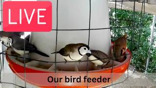 Bird cams - LIVE. Watch birds feeding on our Live bird feeder cams!  🥚 🐥 🐓 🦜 live webcam