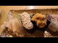 Beautiful Sushi Yadai Sushi