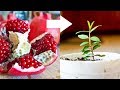 View 17 How To Grow Pomegranate Plant