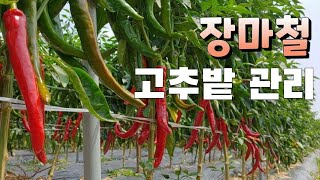 고추가 빨갛게  익어 갈때 장마철 추비 주는 시기와 관리