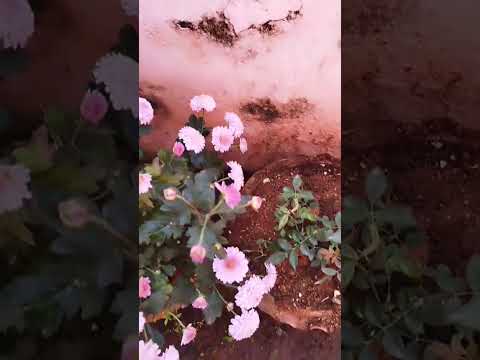 💮 #flowers #guitar #natureflowers #samanthi #nature #naturephotography #naturepictures #flowergarden