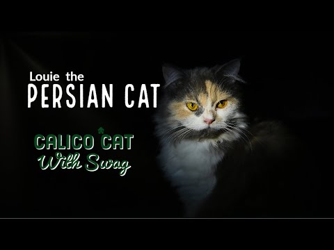 Beautiful Persian Cat cinematic video in natural and dark background | Louie Calico cat | Kavi Vlogs