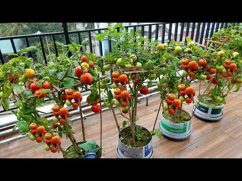 , title : 'Growing Tomatoes on the balcony and the unexpected happened'