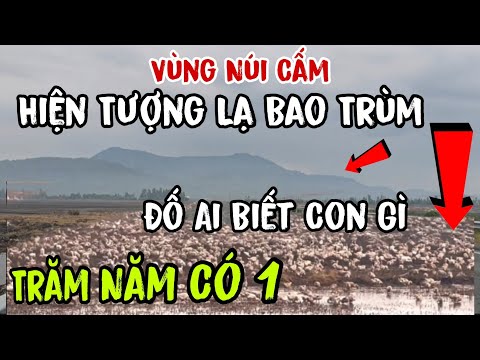 Vùng Núi Cấm 👉 hiện tượng lạ bao trùm ( Trăm Năm có 1 , đố ai biết con gì | Châu Phú Area 51 Thiên