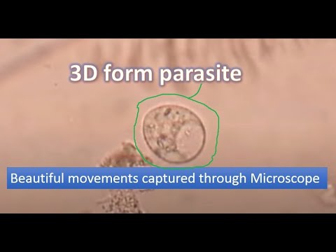Giardia protozoa images